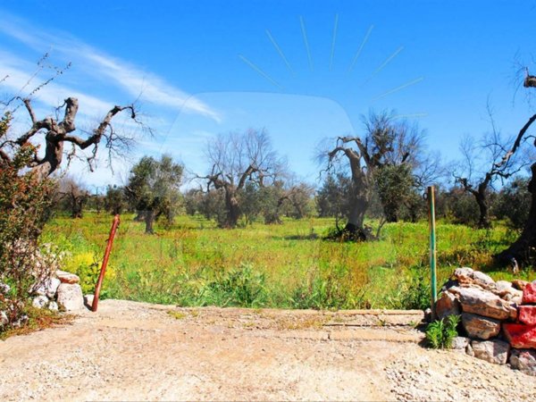 terreno agricolo in vendita a Specchia