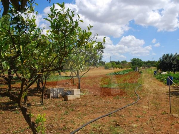 terreno agricolo in vendita a Specchia