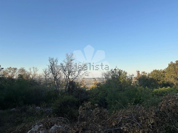terreno agricolo in vendita a Specchia