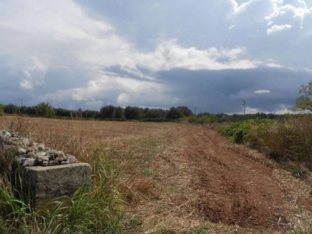 terreno agricolo in vendita a Specchia