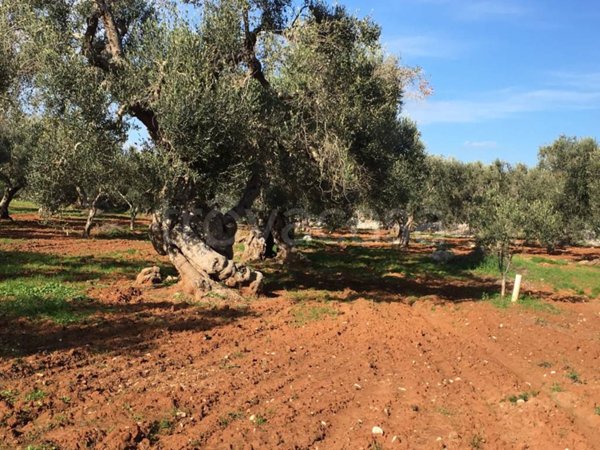 terreno agricolo in vendita a Specchia