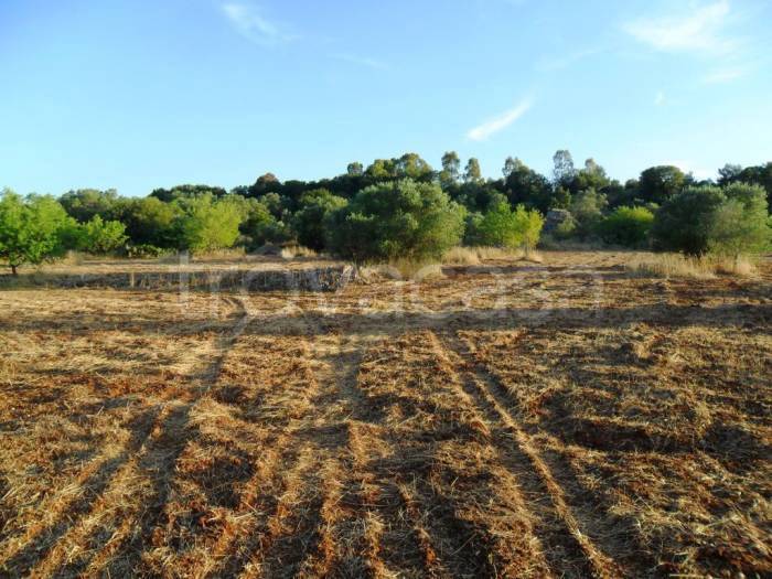 terreno agricolo in vendita a Specchia