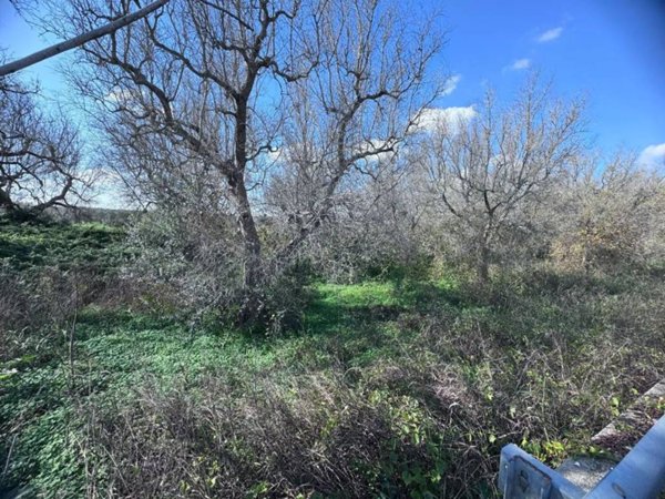 terreno agricolo in vendita a Squinzano