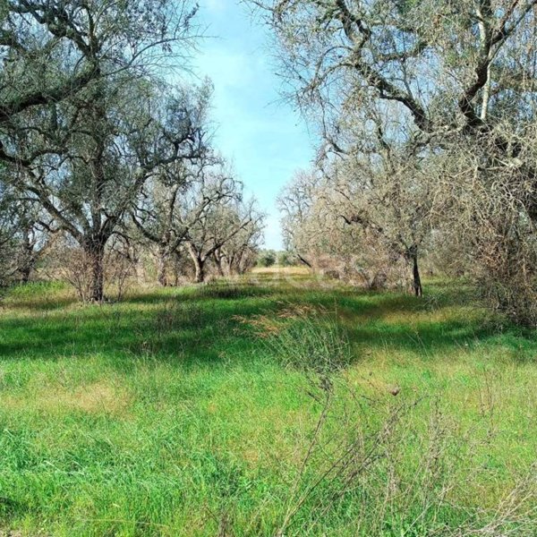 terreno agricolo in vendita a Supersano