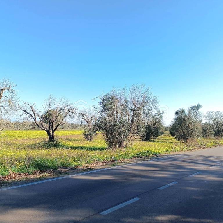 terreno agricolo in vendita a Supersano