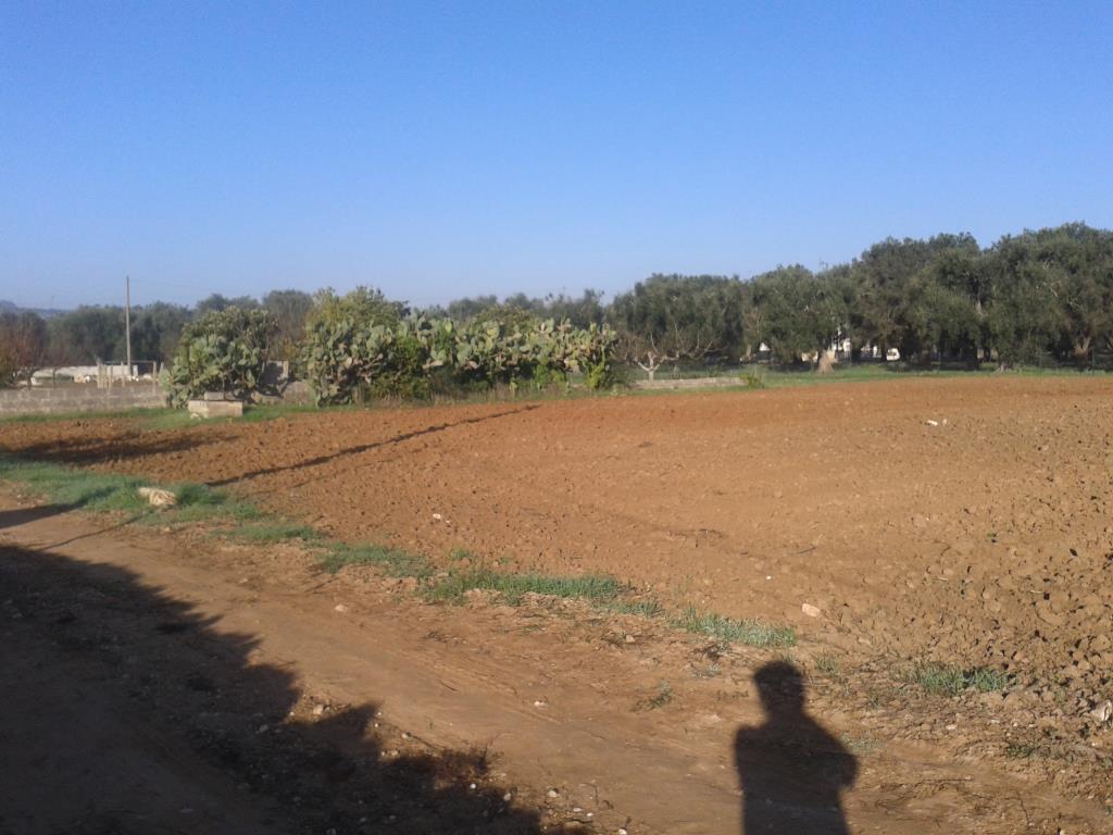 terreno agricolo in vendita a Supersano