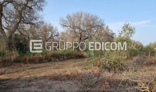 terreno agricolo in vendita a Supersano