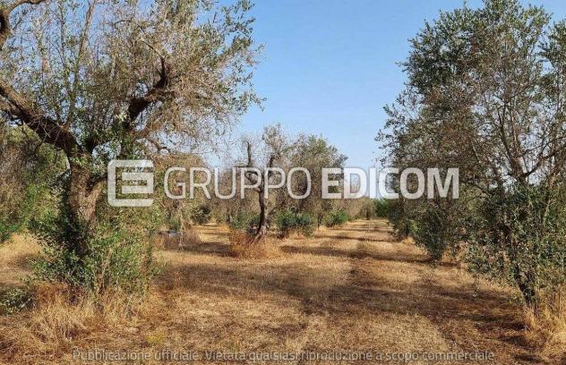 terreno agricolo in vendita a Supersano