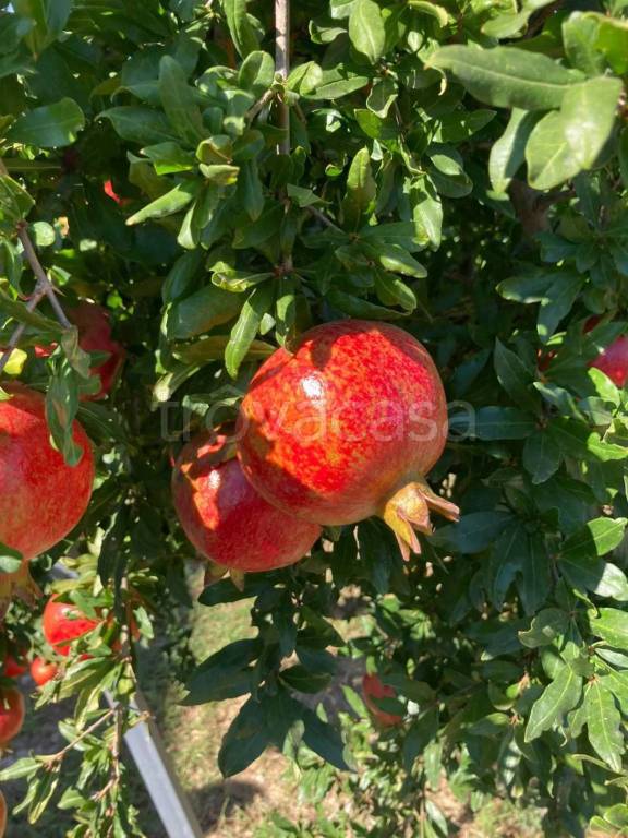 terreno agricolo in vendita a Supersano