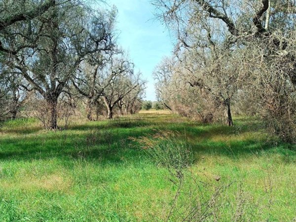 terreno agricolo in vendita a Supersano