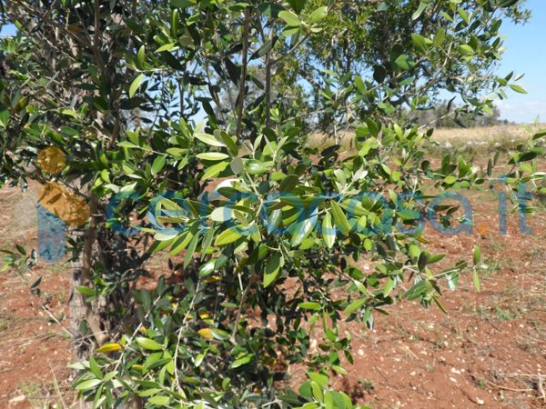 casale in vendita a Surano