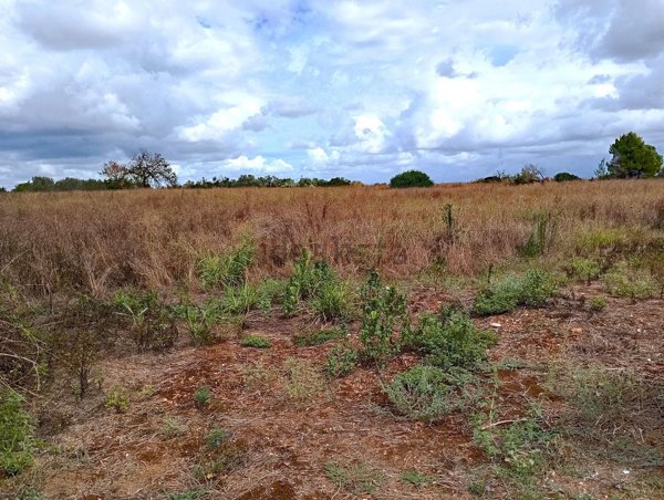 terreno agricolo in vendita a Surano