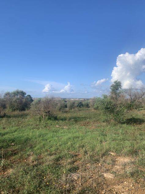 terreno agricolo in vendita a Taurisano
