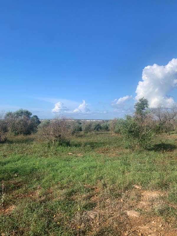 terreno agricolo in vendita a Taurisano