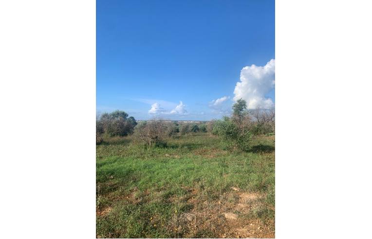 terreno agricolo in vendita a Taurisano