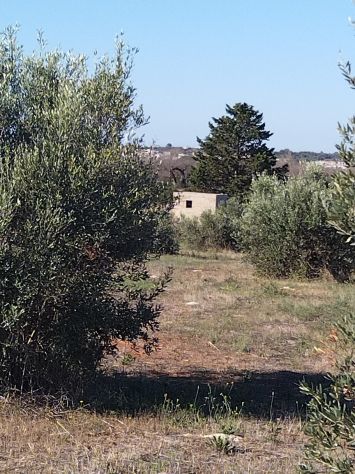terreno agricolo in vendita a Taurisano