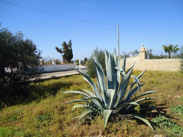 terreno agricolo in vendita a Taviano in zona Marina di Mancaversa