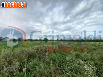 terreno agricolo in vendita a Taviano