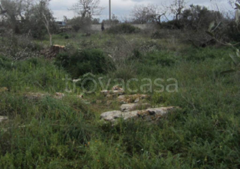 terreno agricolo in vendita a Taviano