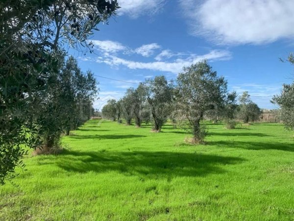 terreno agricolo in vendita a Taviano