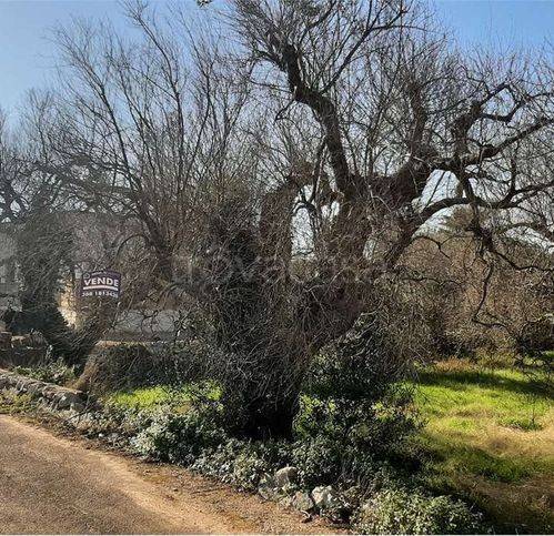 terreno agricolo in vendita a Tiggiano