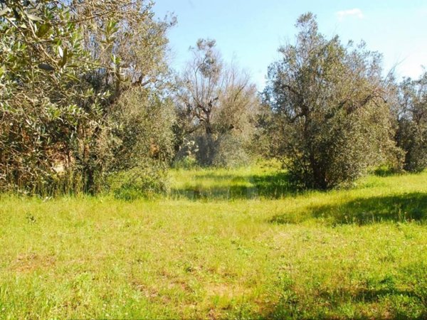 terreno in vendita a Tiggiano