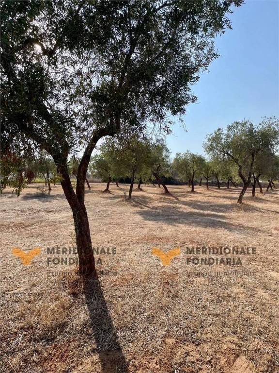 azienda agricola in vendita a Trepuzzi
