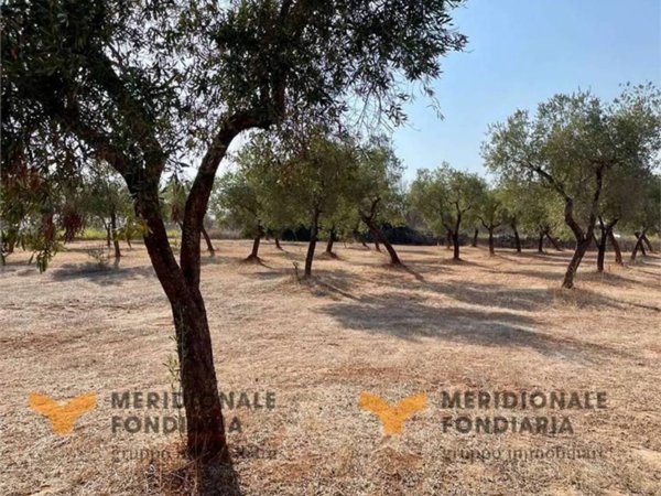 terreno agricolo in vendita a Trepuzzi