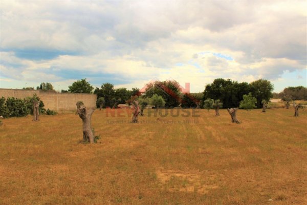 terreno agricolo in vendita a Tricase