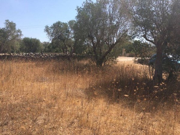 terreno agricolo in vendita a Tricase