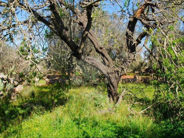 terreno agricolo in vendita a Tricase