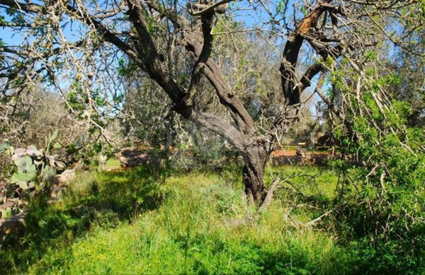terreno agricolo in vendita a Tricase