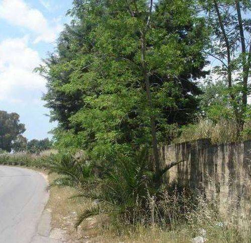 terreno agricolo in vendita a Tricase
