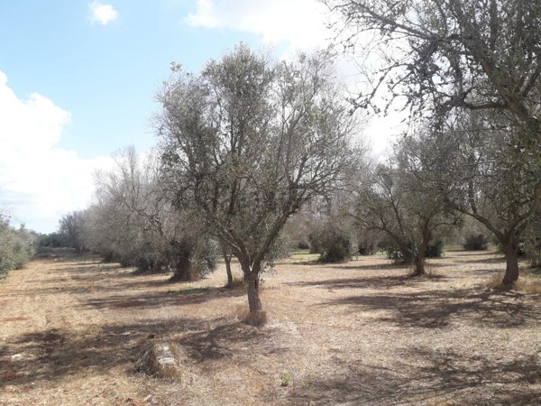 terreno agricolo in vendita a Tricase in zona Depressa