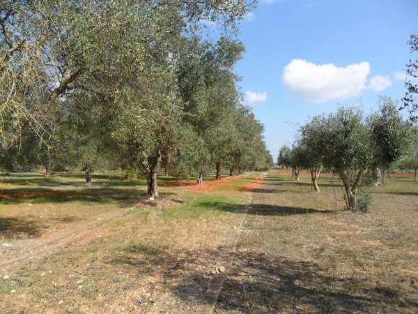 terreno agricolo in vendita a Tricase