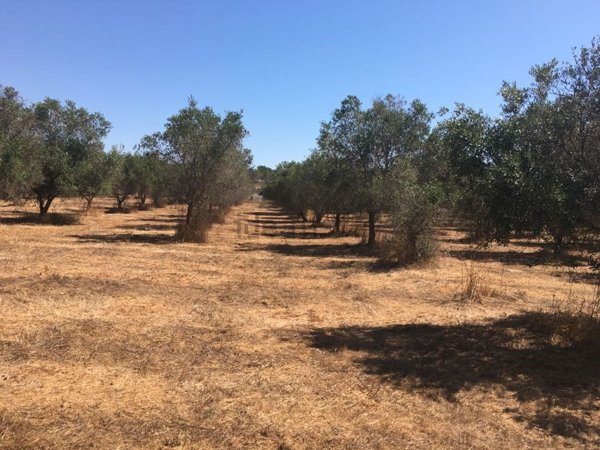 terreno agricolo in vendita a Tricase