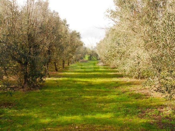 terreno agricolo in vendita a Tricase