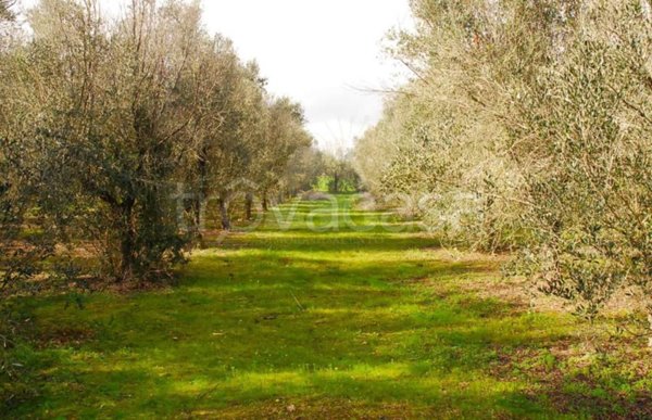 rudere in vendita a Tricase