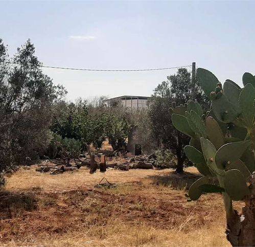 terreno agricolo in vendita a Tricase