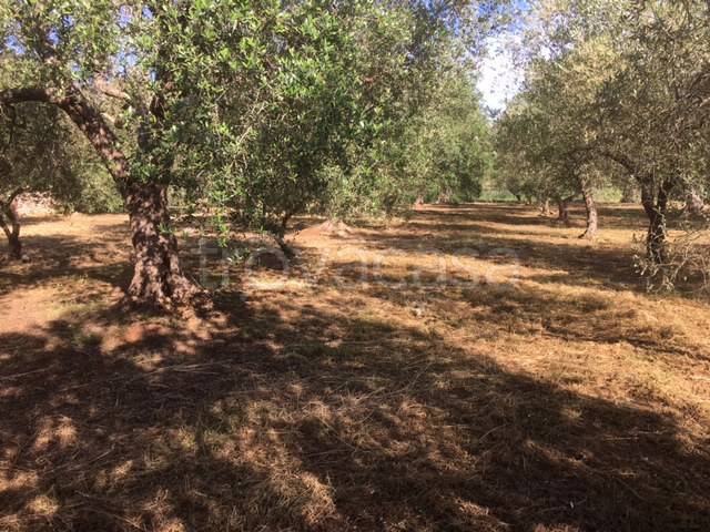 terreno agricolo in vendita a Tricase