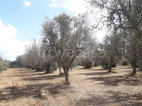 terreno agricolo in vendita a Tricase in zona Depressa