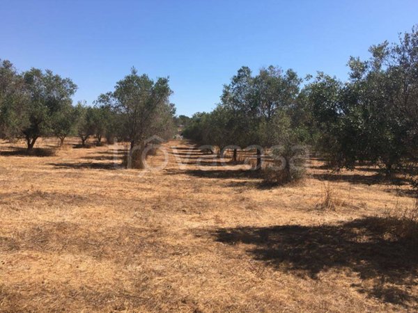 terreno agricolo in vendita a Tricase