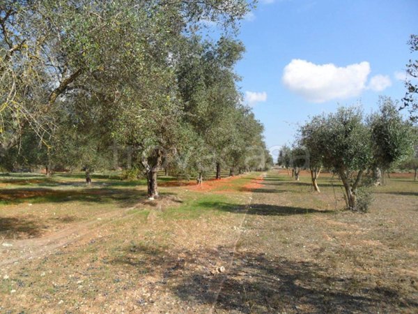 terreno agricolo in vendita a Tricase