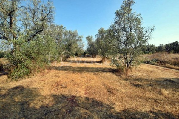 terreno agricolo in vendita a Tricase