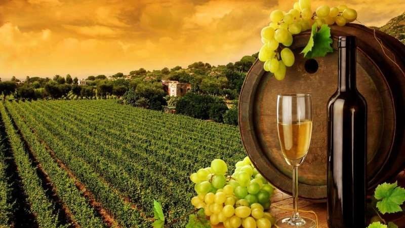 azienda agricola in vendita a Tuglie