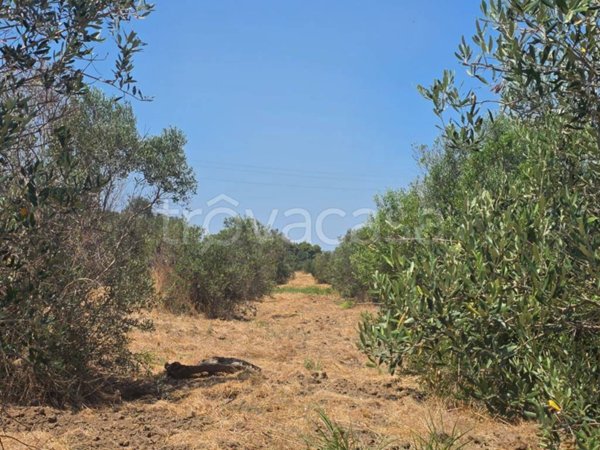 terreno agricolo in vendita a Tuglie