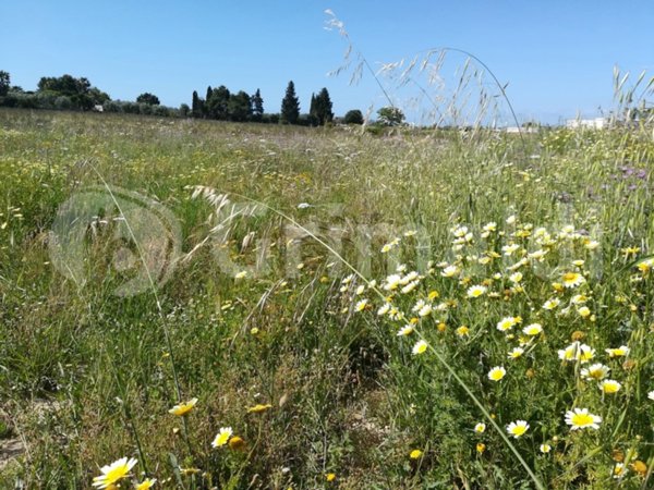 terreno agricolo in vendita ad Ugento