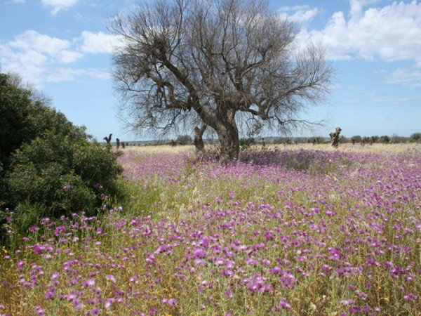 terreno agricolo in vendita ad Ugento