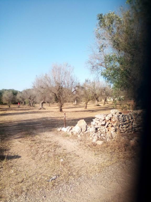 terreno agricolo in vendita ad Ugento in zona Gemini