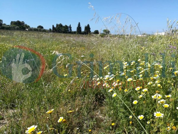 terreno agricolo in vendita ad Ugento